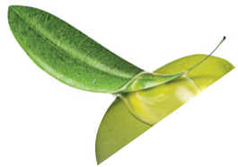 Leaf Shape